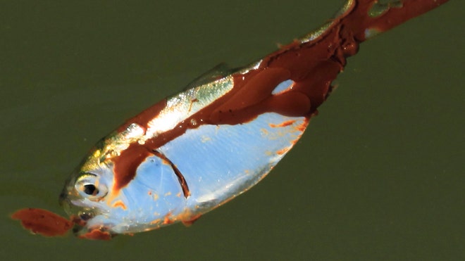 Dead Fish in oil off La.